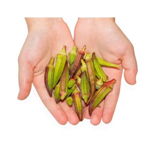 Hạt giống đậu bắp ngũ sắc hiếm 20h