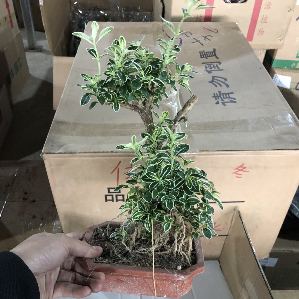 Cây bạch tuyết mai bonsai, chiều cao 25cm lá viền trắng bắt mắt sức sống khỏe dễ dàng chăm sóc thích hợp trang trí