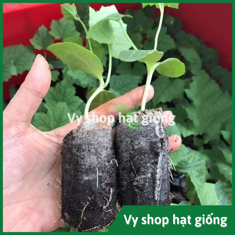 Set 10 viên nén xơ dừa ươm hạt giống