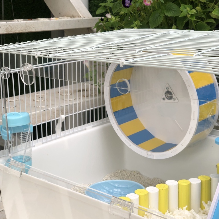 Wheel hamster, whell gỗ màu cho hamster, sóc, bọ, nhím