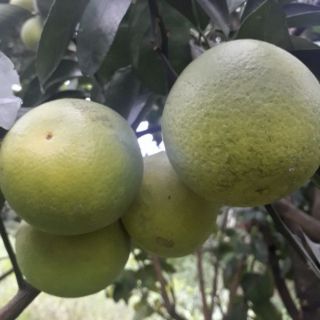 CAM XOÀN TÂN THUẬN ĐÔNG