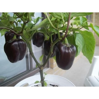 10 Hạt giống Ớt chuông mix   