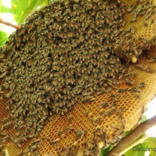 1 lít mật ong rừng ( ong ăn hoa ) cam kết ko đóng đường bao test cả 5 cách