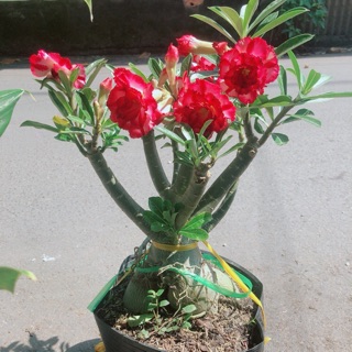 Cây sứ thái