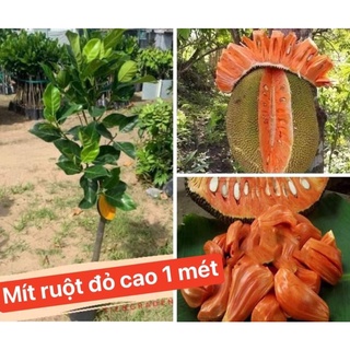 Cây giống mít ruột đỏ sơ đỏ