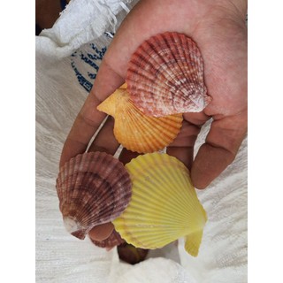 MÔ HÌNH Vỏ sò màu tự nhiên trang trí hồ ốc. 20k 08 mảnh