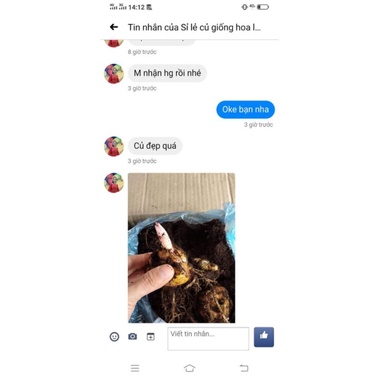 Củ giống hoa ly vàng yellowen