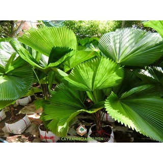 cây cọ rẻ quạt