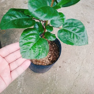 Hoa Dâm Bụt Thái - (cánh kép, giống mới) - caykiengsadec
