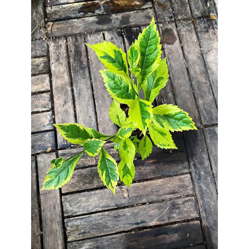 Cây Duranta repens Golden Edge  chậu nhựa