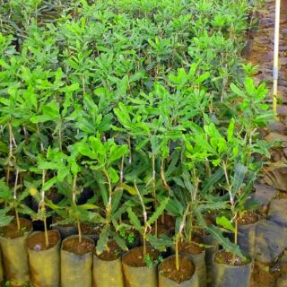 Cây mắc ca
