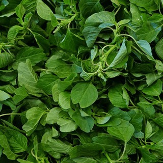 Hạt giống rau dền cơm VINO RD01