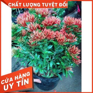 Chậu hoa trang thái màu đỏ