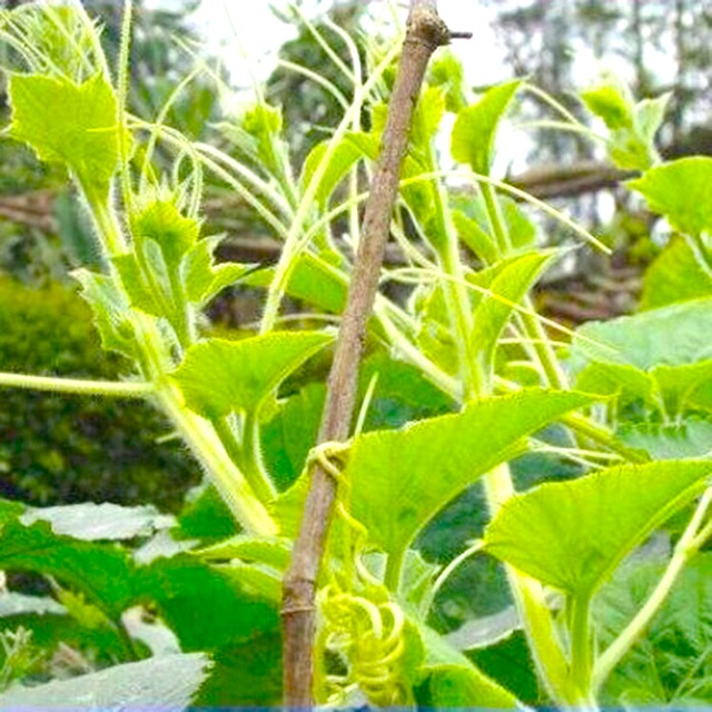 [Siêu Đọt] Hạt giống bí ăn đọt, bí ngòi, bí siêu đọt