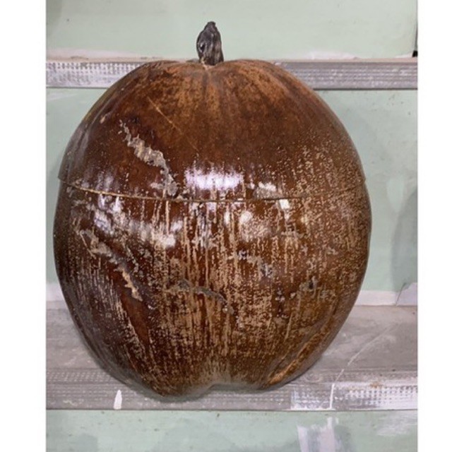 Vỏ giữ ấm bình trà trái dừa +Tặng ấm tích trà nhiều Size | BigBuy360 - bigbuy360.vn