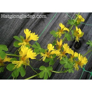 Hạt Giống Hoa Cánh Phượng