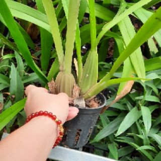 Hoa phong lan vũ nữ mật ngọt