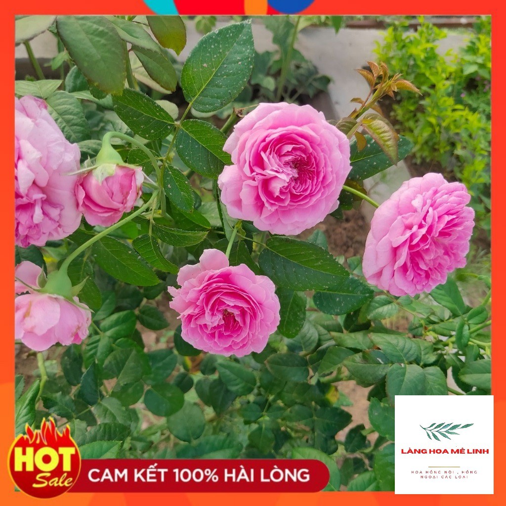 Hoa hồng ngoại For Your Home rose[ HOA HỒNG NHẬT] – Sắc hồng cánh sen đẹp hoàn mĩ, vạn người mê.[HOA HỒNG BỤI]