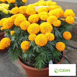 Hạt giống hoa Vạn thọ Cam lùn (30 hạt)