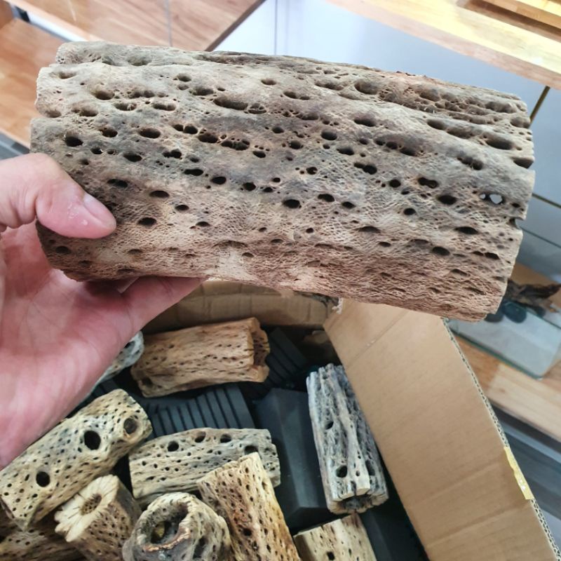 Teddy bear cholla -Lũa cholla size cối