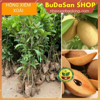 Giống cây hồng xiêm xoài 6 tháng cho trái -ông trùm cây giống f1