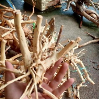 Lũa thủy sinh - hải sơn quỳ
