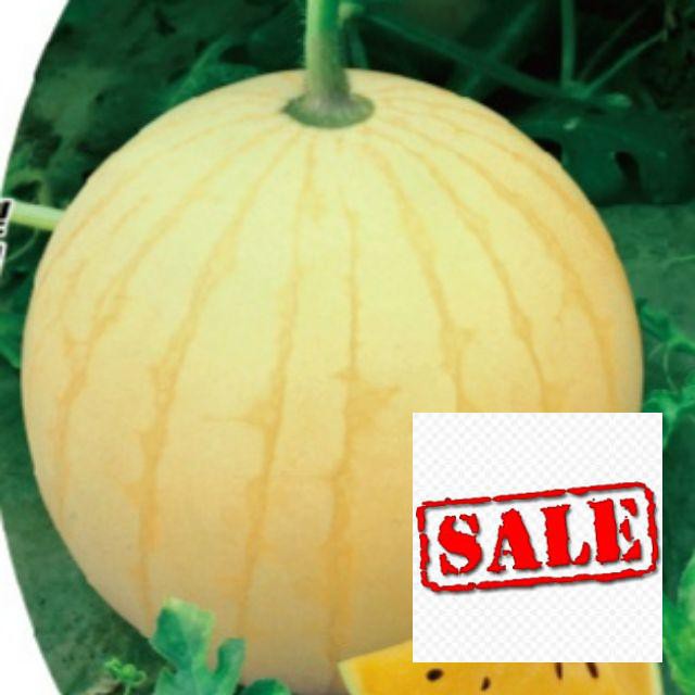 Gói 10 hạt giống dưa hấu vàng ruột vàng SALE