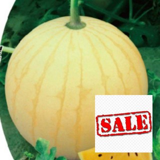 Gói 10 hạt giống dưa hấu vàng ruột vàng SALE