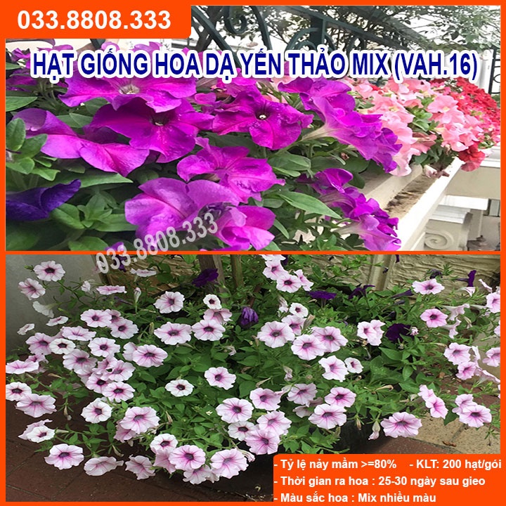 Hạt Giống Hoa Dạ Yến Thảo - Hoa Trồng Chậu Treo