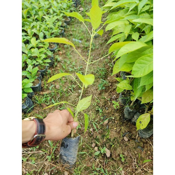 Cây kèn hồng