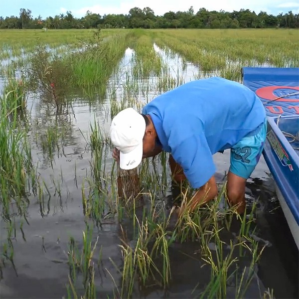 Combo 5 Xà Di Đặt Cá Rô và hướng dẫn bài mồi đặt cá rô hiệu quả