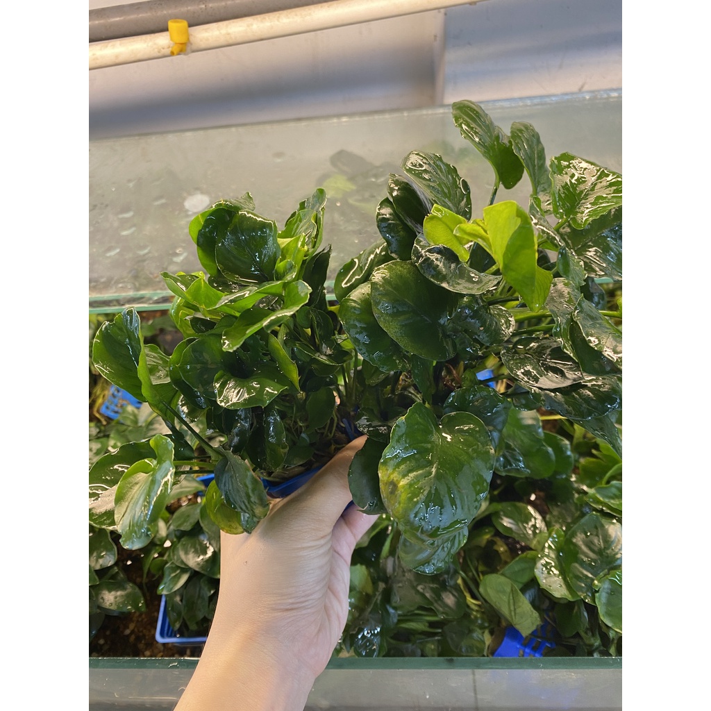 Ráy lá tròn - Cây thủy sinh