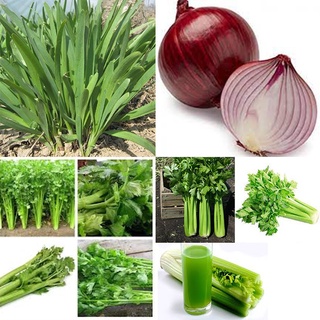 Hạt giống cần tây nhỏ, cần tây bẹ to, hạt giống hẹ, hạt giống hành tây