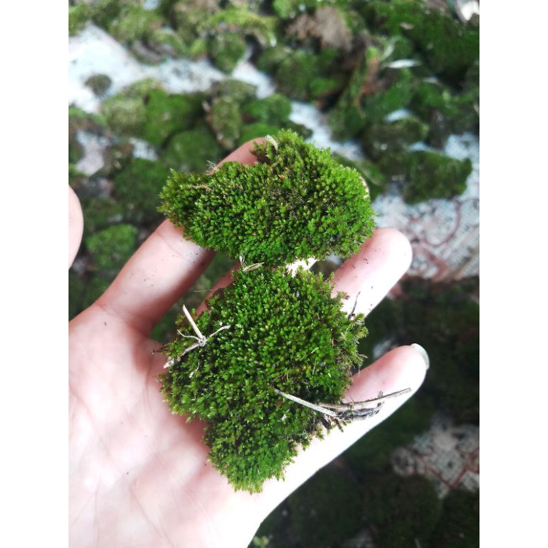 Rêu nhung cục -Rêu Terrarium- Hàng núi hiếm- Bé nhưng bền và chất. Trang trí bonsai,Terrarium, tiểu cảnh, bán cạn..