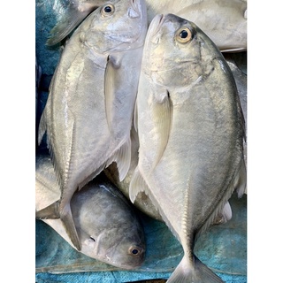 Cá bè trắng làm sạch rồi cấp đông - ~0.8kg/con