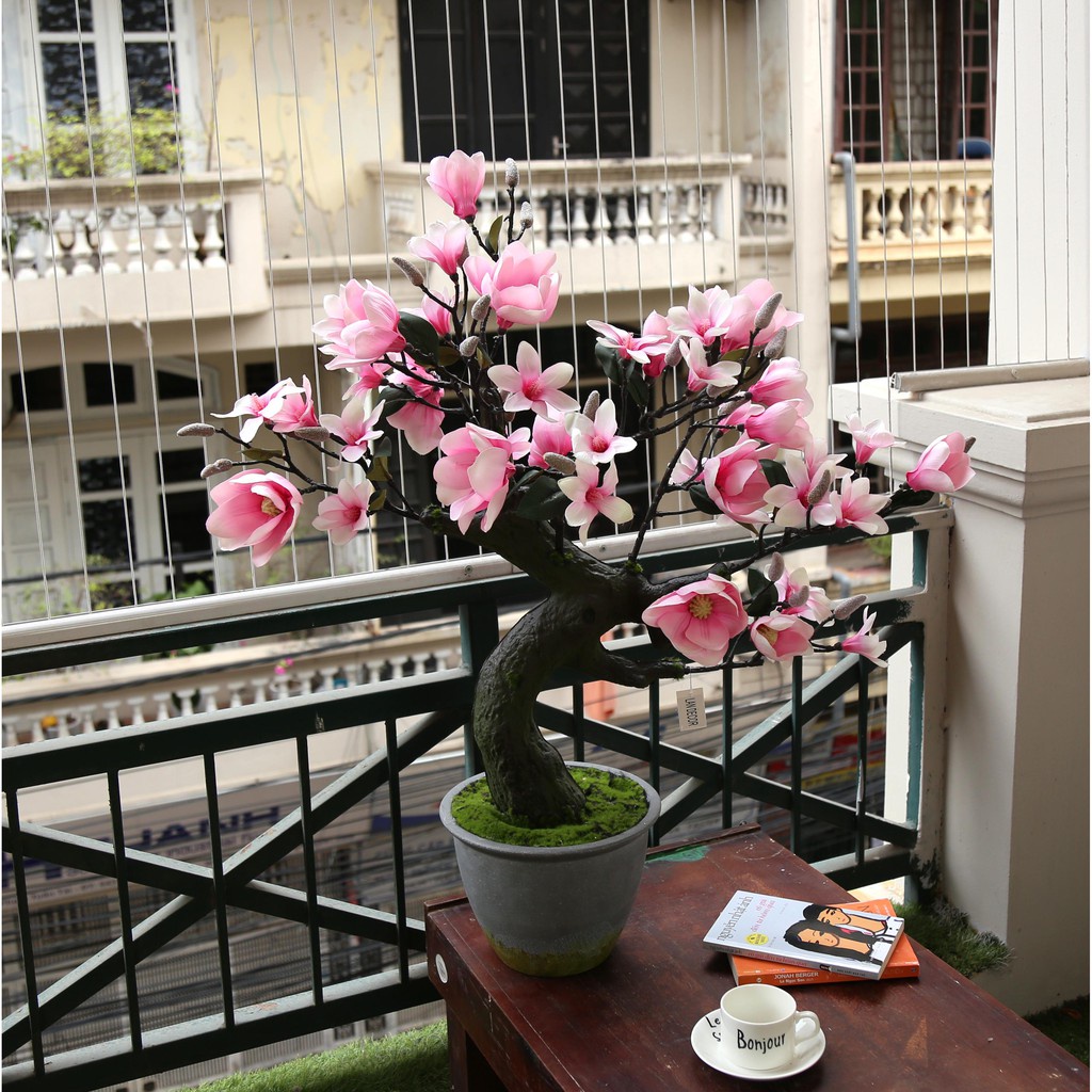 Hạt Giống Hoa Mộc Lan F1 Loại Siêu Dễ Trồng, Hoa Nở Đẹp Kháng sâu bệnh [ gói 50gram,100gram,200gram]