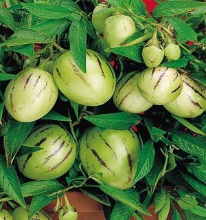 Hạt giống Dưa PEPINO