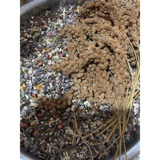 Thức ăn cho đuôi mập Gerbil Fat Tail
