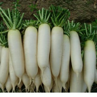 10G - CỦ CẢI TRẮNG THÁI LAN