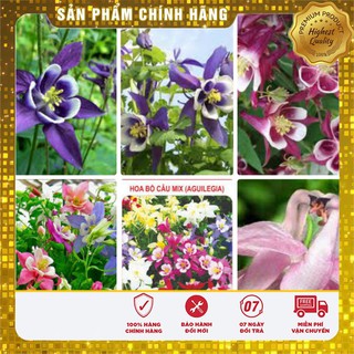 Hạt Giống Hoa Bồ Câu Mix