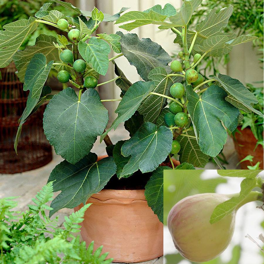 Hạt giống sung Mỹ (sung ngọt, sung đường) 10 hạt/ gói