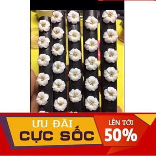 hoa bột nail -hoa đậu