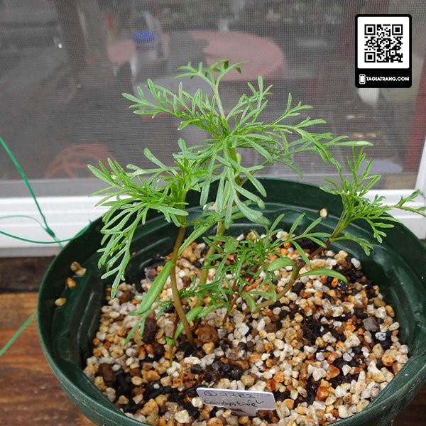 Hạt giống hoa sao nhái (hoa vũ trụ vườn) mix