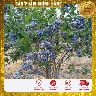 30 Hạt giống Việt quất (tặng gói Kích nẩy mầm và Hướng dẫn) VIETSEED
