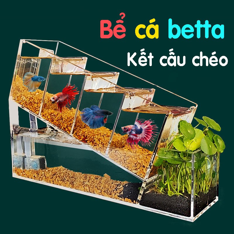 Bể cá betta acrylic đặc biệt kết cấu chéo