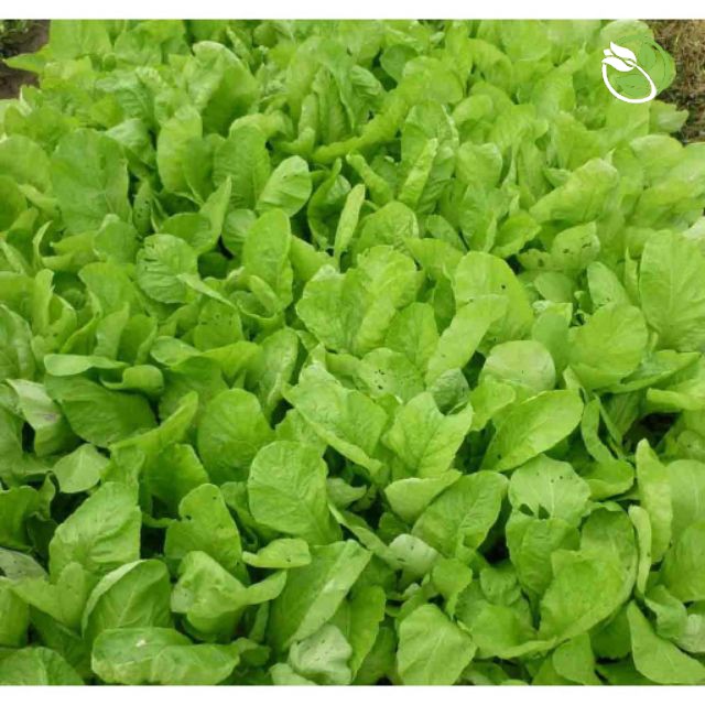 Hạt Giống Cải Bẹ Xanh Mỡ Cao Sản Phú Nông - Gói 20g-50g-100g - Leaf Mustard