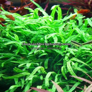 DƯƠNG XỈ TRIDENT - DÁN ĐÁ LŨA HỒ CÁ THUỶ SINH
