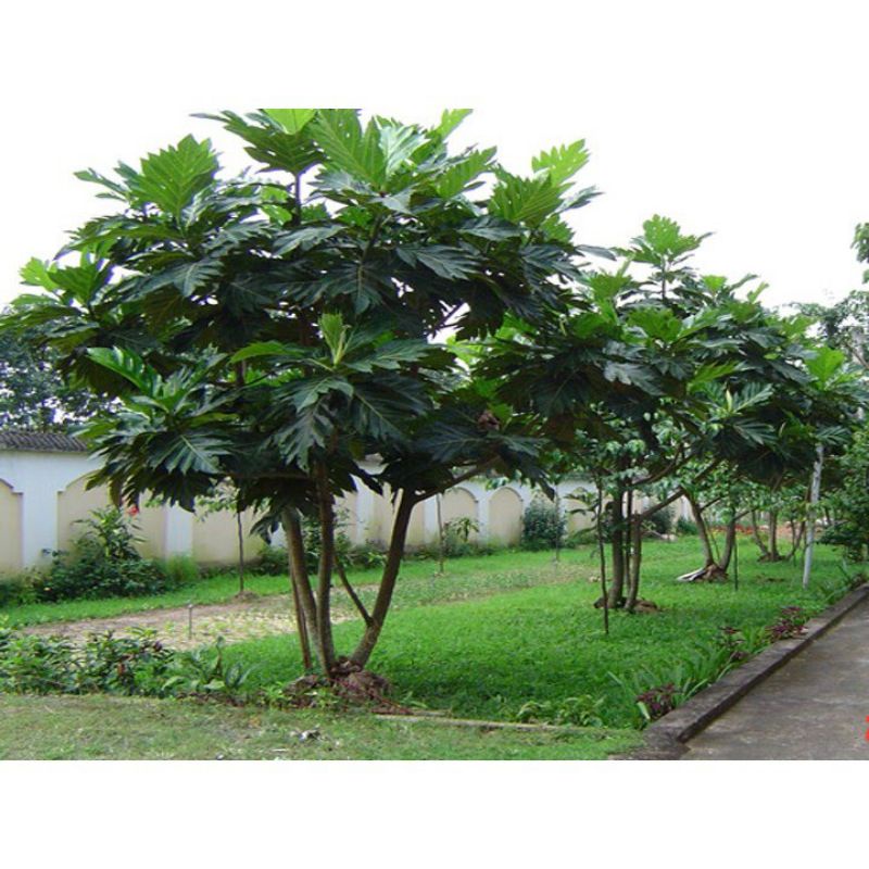 Cây giống Sa Kê không hạt