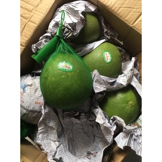 Bưởi da xanh bến tre size 1-1,3kg
