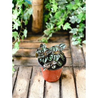 Cây Pilea repens Bronze (Đồng Hổ Nhĩ, Tai Hổ Màu Đồng) chậu nhựa